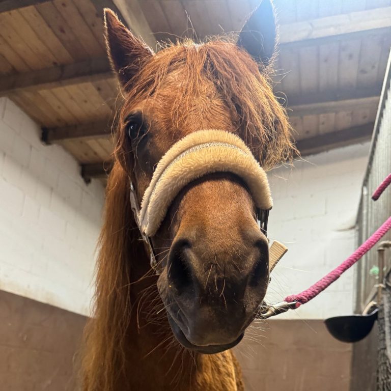 Ein Pony vom Hof Sichtermann.